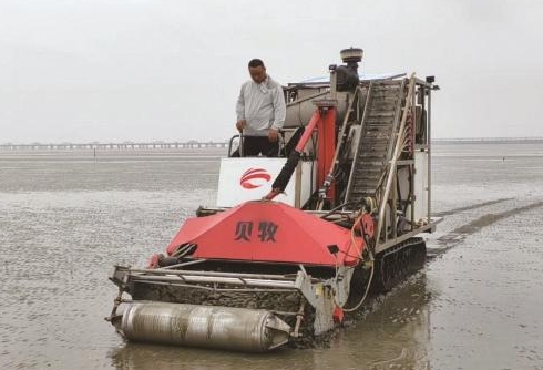 如東灘涂上演“文蛤收獲戰(zhàn)”